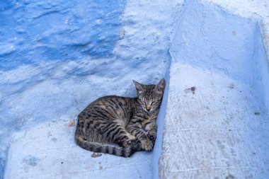Çizgili bir kedi mavi, engebeli bir basamakta huzur içinde uyur. Arka planda mavi boyanmış bir duvar, sakin bir atmosfer yaratır..