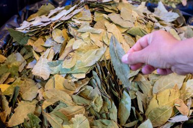 Pazardaki kurumuş yapraklardan tek bir defne yaprağı seçiyorum..