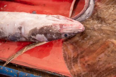 Gri-beyaz derili büyük taze bir balık kırmızı bir yüzeyde, düz bir balığın yanında, suyun tazeliğini ön plana çıkarıyor..