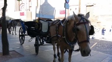 Cordoba, Cordoba - İspanya - 04-09-2024: Mezquita yakınlarındaki ağaç gölgesinde at arabaları, ön planda ağırlık değiştiren, müşterileri bekleyen huzursuz atlar.