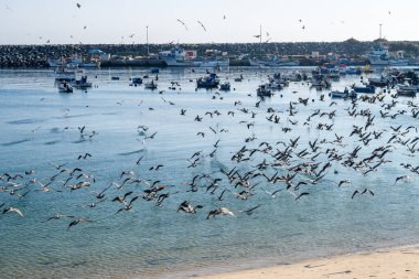 Birçok martı deniz üzerinde küçük balıkçı tekneleri taştan dalgalar ve parlak gün ışığında görünen rıhtımlı tekneler..