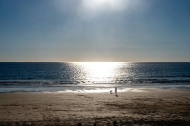 A wide beach view with the sea at sunset, featuring a walker with a dog along the waters edge. clipart