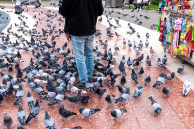 Barselona, Katalonya - İspanya - 01-08-2025: Büyük bir güvercin sürüsü halka açık bir meydanda toplanmış, yeri gagalıyor, hareketler ve kentsel çevreler görülebilir.