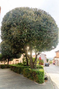 Fordongianus - Sardinien - Italien - 03-04-2025: Kaldırım kenarında geniş yuvarlak şekilli bir ağaç, budanmış çalılar, içeri bakan güneş ışığı ve sokağın köşesinde küçük bir köpek duruyor.