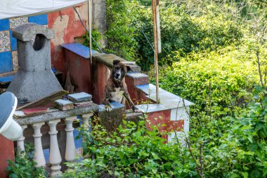 Ragusa, Sizilien - İtalya - 04-03-2025: Bir köpek yemyeşil, renkli fayanslar ve Ragusa, Sicilya yakınlarındaki bir bahçe alanındaki eski taş yapılarla çevrili kırsal bir terasta oturuyor.