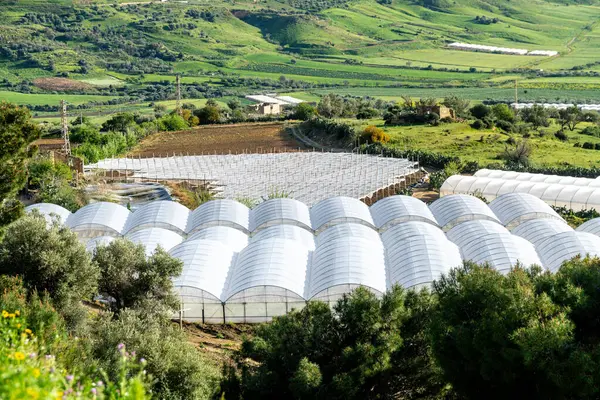 Niscemi, Sizilien - İtalya - 03-26-2025: Niscemi yakınlarındaki tarlalar ve ağaçlarla çevrili çok sayıda beyaz sera, katmanlı tarım arazileri ve bitki örtüsüyle tepelik bir arazide yer alıyor..
