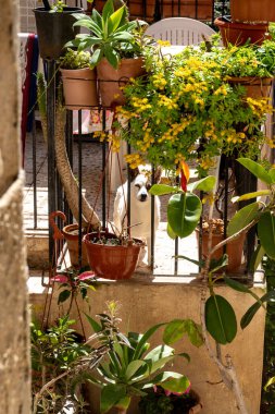 Scicli, Sizilien - İtalya - 04-05-2025: Scicli 'de bir balkonda demir çitin arkasında, güneş ışığı altında saksı bitkileri, renkli çiçekler ve yeşil yapraklarla çevrili beyaz köpek.