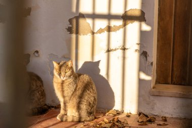 Sıcak güneş ışığında oturan bir kedi, parmaklıklı bir yapının gölgeleri yıpranmış bir duvarda soyulmuş boyayla çizgili bir etki yaratırken, diğer bir kedi kısmen gizlenmiş..