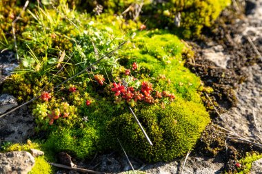 Küçük kırmızı ve yeşil sulu yosunları olan parlak yeşil yosunlar kayalık zeminde büyür, kurumuş otlarla karışır ve güneş ışığıyla aydınlatılır..