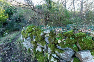 Yeşil yosun ve küçük bitkilerle kaplı taşralı bir duvar ağaçlar ve çalılarla kaplı ormanlık bir alanda doğal bir manzara yaratıyor..