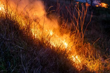 Parlak alevler, gece gökyüzüne yükselen yoğun dumanla kuru otları yutar. Karanlık çevreye karşı yoğun ve dramatik bir kontrastlık yaratır..