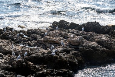 Engebeli kıyı kayaları üzerinde bir grup martı. Diğerleri dinlenirken biri kanatlarını açar. Dalgalar çarpar ve su güneş ışığını yansıtır..
