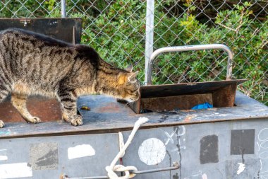 Bir tekir kedi metal bir çöp konteynırının üzerinde duruyor ve arka planında çit ve yeşillik olan deliğin içini kokluyor..