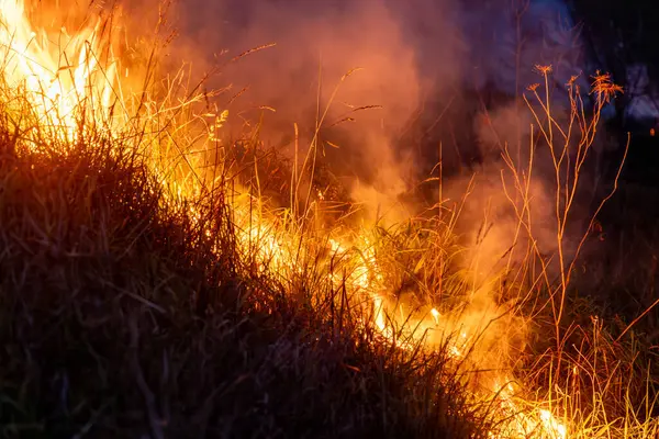 Parlak alevler, gece gökyüzüne yükselen yoğun dumanla kuru otları yutar. Karanlık çevreye karşı yoğun ve dramatik bir kontrastlık yaratır..