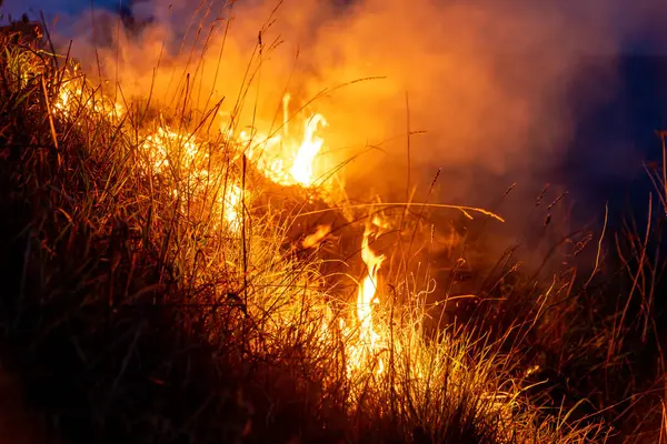 Parlak alevler, gece gökyüzüne yükselen yoğun dumanla kuru otları yutar. Karanlık çevreye karşı yoğun ve dramatik bir kontrastlık yaratır..