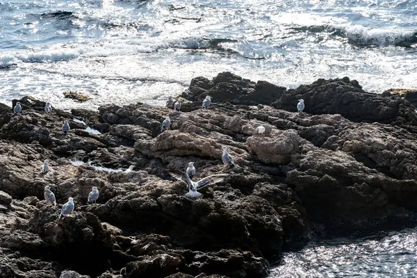 Engebeli kıyı kayaları üzerinde bir grup martı. Diğerleri dinlenirken biri kanatlarını açar. Dalgalar çarpar ve su güneş ışığını yansıtır..