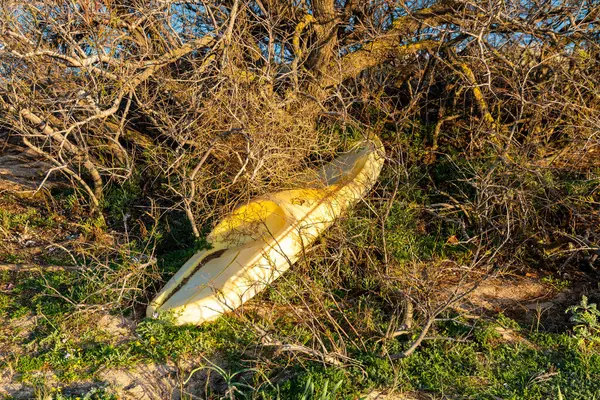 Soluk sarı kano kısmen kuru sahil çalılıklarında ve Olbia yakınlarındaki yeşil çalılıklarda saklı, öğleden sonra geç saatlerde sıcak güneş ışığıyla aydınlatılıyor..