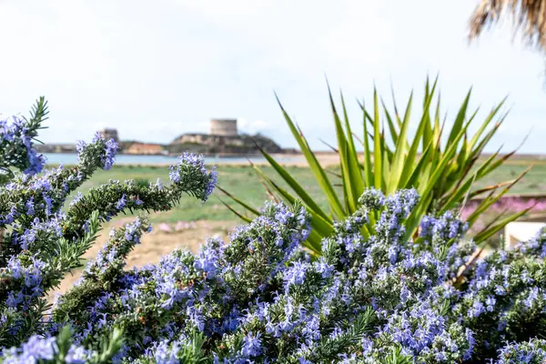 Çiçek açan mor biberiye ve ön planda yeşil yapraklar ve arka planda küçük bir taş ada kalesi ve kıyı manzarası..