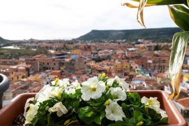 Balkon korkuluklarında çiçek açan bir saksı. Kırmızı çatıları ve arka planda yeşil tepeleri olan yoğun bir kasabaya bakıyor..