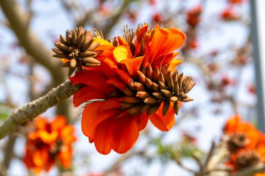Detaylı taç yaprakları ve tomurcukları olan parlak turuncu çiçekler bir ağaç dalında çiçek açar, daha fazla çiçek açar ve yumuşak ışıkta bulanık bir zemin oluşturur.