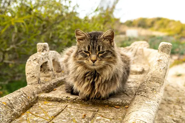 Tüylü bir kedi kayık şeklinde taş bir heykel üzerinde dinleniyor, San Giovanni di Sinis 'de yeşilliklerle çevrili bir kayaya yerleştiriliyor..