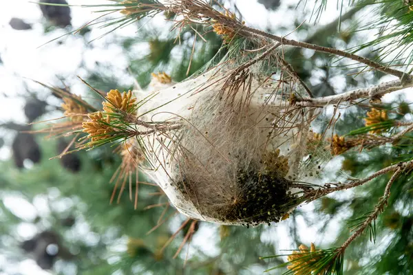 Sicilya, Sperlinga 'da bir çam dalında çam ağacından yapılmış tırtıl yuvasına yakın plan, ipek ağ ve çevreleyen yeşil çam iğneleriyle.
