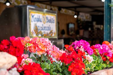 Taormina, Sizilien - İtalya - 05-04-2025: Seramik bir tabelanın önünde parlak kırmızı, pembe ve turuncu sardunyalar ve Isola Bella yakınlarındaki Taormina 'da çekilmiş bulanık restoran içi.