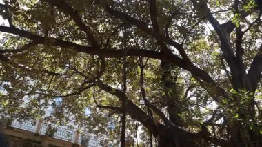 Syrakus, Sizilien - İtalya - 04-09-2025: Birbirine dolanmış ağaç dalları ve yeşil yapraklardan oluşan kalın bir gölgede gün ışığı parlıyor, Syracuse parkında gölgeler ve gölgeler oluşturuyor.