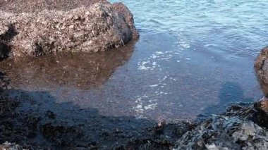 Kayalık kıyı şeridi boyunca birikmiş büyük deniz yosunları kümeleri sığ kıyı suları yakınlarında yoğun yamalar oluşturuyor..