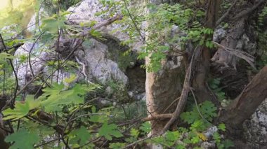 Pantalica 'da yoğun bitki örtüsü ve temiz bir nehirle kayalık bir vadi, gölgeli bir nehir kıyısındaki ağaçlar ve dallar arasında yakalandı..