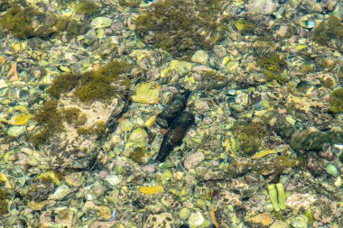 Açık sığ sular, İtalya 'nın Puglia bölgesindeki Taranto yakınlarındaki kayalık deniz tabanında renkli taşlar, algler ve deniz büyümesini ortaya koyuyor..