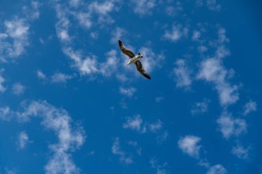 Kanatları açık bir martı gökyüzünde yüksekten uçuyor, alttan çekiliyor ince dağınık beyaz bulutları olan parlak mavi gökyüzüne karşı..
