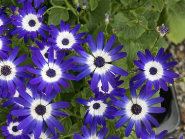 Açık hava sinemasının mavi ve beyaz çiçekleri görülebilir.