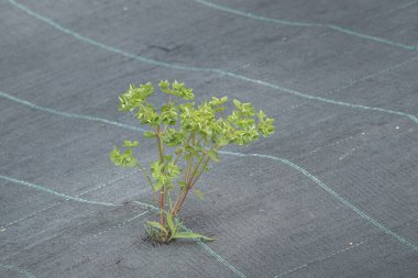 Gün ışığıyla birlikte bir delikte büyüyen bitki, dışarıdaki bir ağ örgüsünde.
