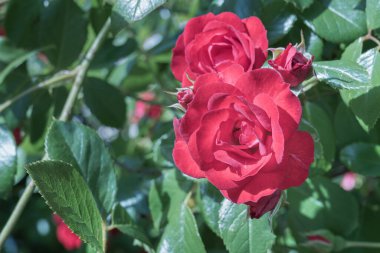 Çiçeklerde kırmızı gül Yazın güneş ışığı açık havada