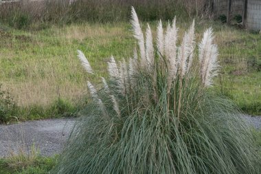 Açık havada çiçekli pampa otları.