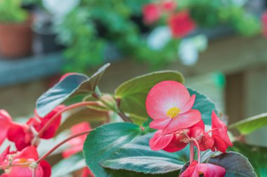 Fibröz begonya çiçeği yazın serada kapalı görüşü kapatır