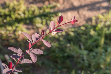 berberis thunbergii atropurpurea branch in the outdoor garden on a sunny day