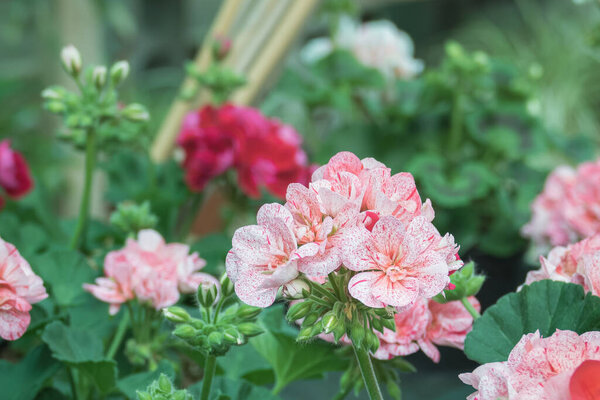 герань завод с цветами, растущими в помещении в теплице