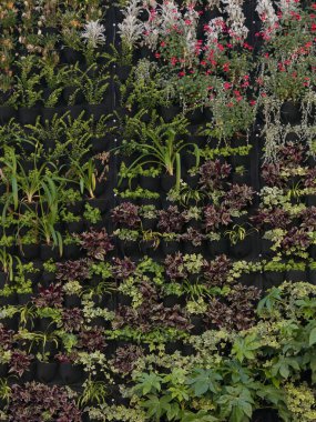 Bir duvardaki çantalara konmuş bitkiler dışarıda dikey bahçeler yapıyor.