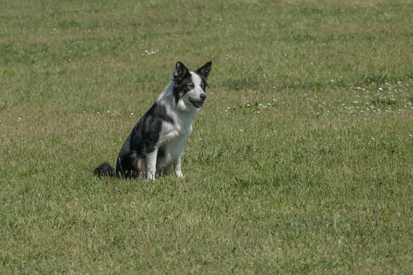 外面阳光明媚的日子 狗在草地上坐着 — 图库照片