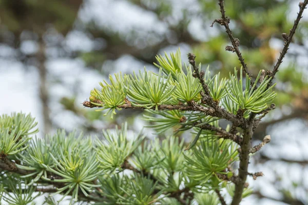 Atlas Cedar Branch Green Needles Growing Spring Outdoor — Stock Photo, Image