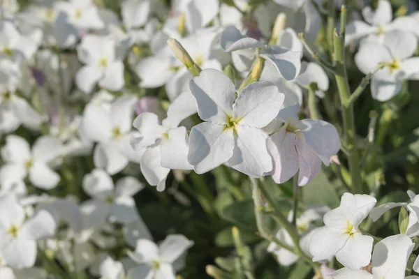 Biały Stado Kwiat Zbliżenie Słoneczny Dzień Zewnątrz — Zdjęcie stockowe