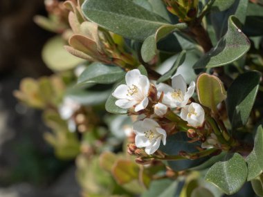 Rhaphiolepis umbellata beyaz çiçekler Hawthorne 'da güneş ışığıyla kaplanır.