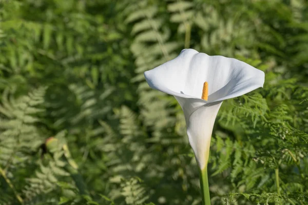 Zantedeschia Aethiopica Kwiat Bliska Kwitnące Lecie Świeżym Powietrzu — Zdjęcie stockowe