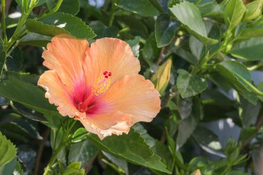 Hibiscus çiçeği açık havada çiçek açan Rosa Sinensis bitkisini kapatır.