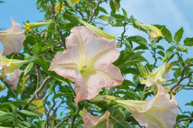 brugmansia suaveolens açık havada mavi gökyüzü ile çiçek açtı