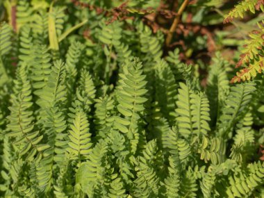 Astragalus bitkileri baharda büyür. Çayırda güneş ışığı olur.