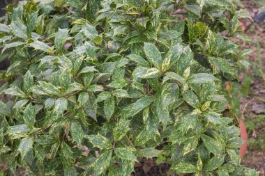 holly osmanthus plant growing potted outdoor garden in summer