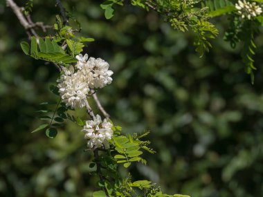Robinia psödoacia dalında güneş ışığı altında çiçekler